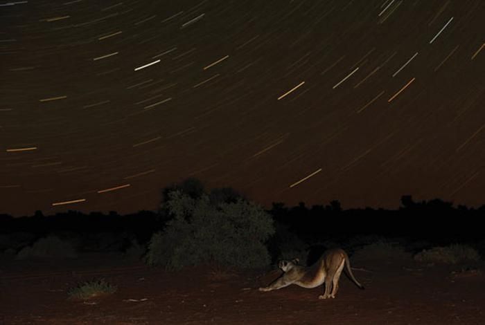 Wildlife of South Africa