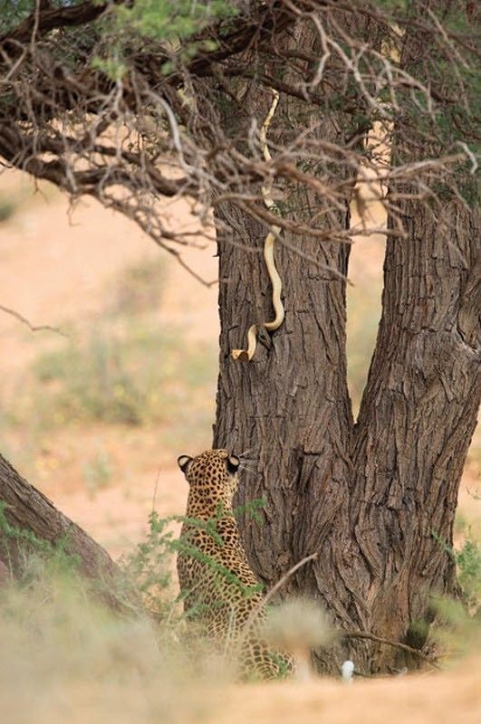 Wildlife of South Africa