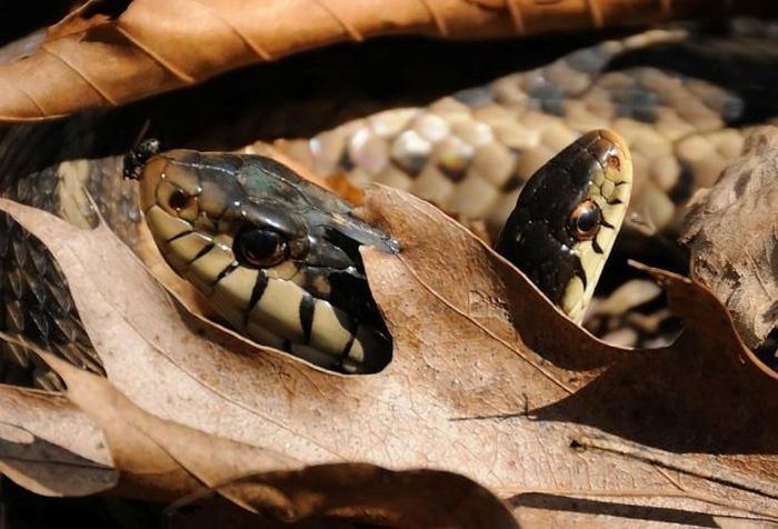 two headed snakes