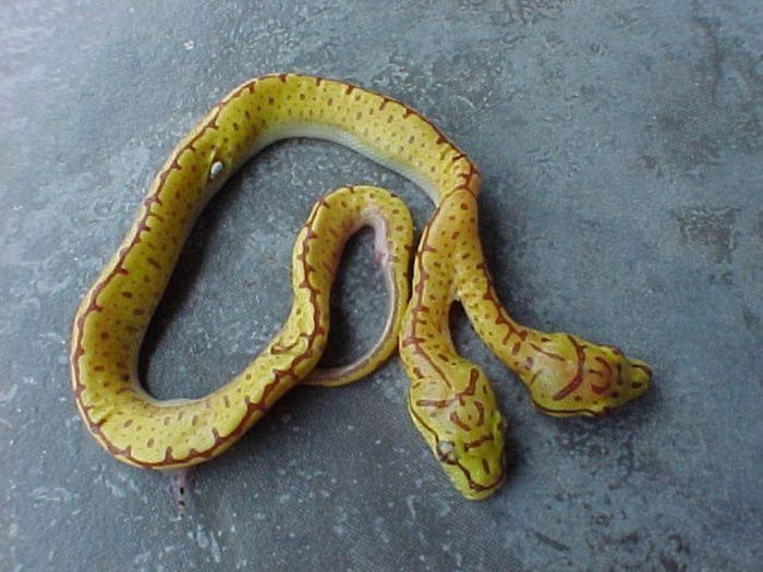 two headed snakes