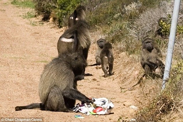 baboon thief