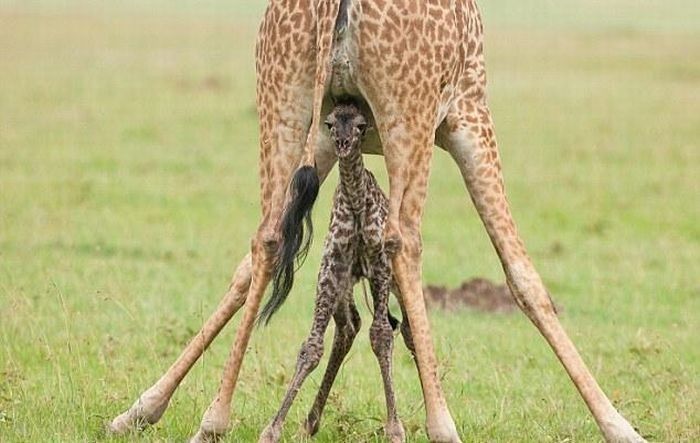 first moments of a baby giraffe