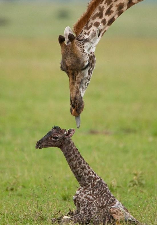 first moments of a baby giraffe