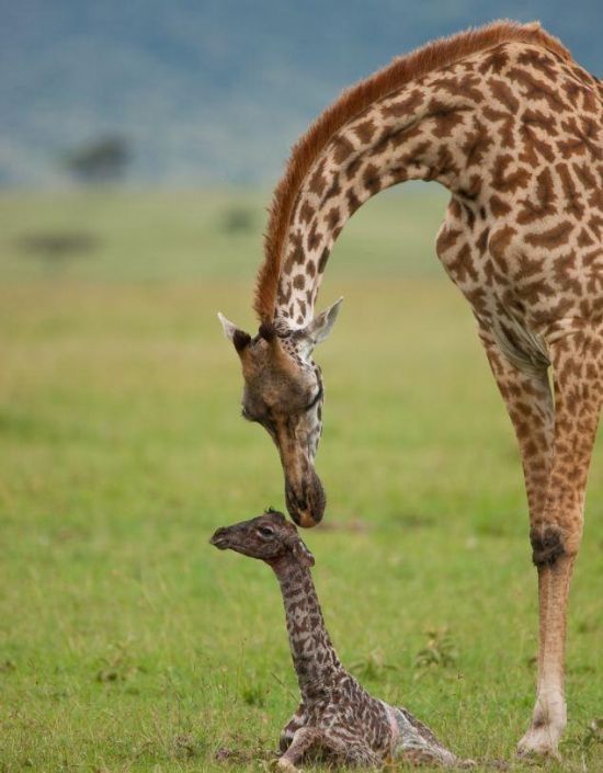 first moments of a baby giraffe