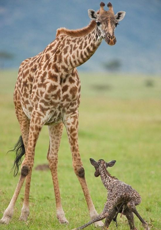 first moments of a baby giraffe