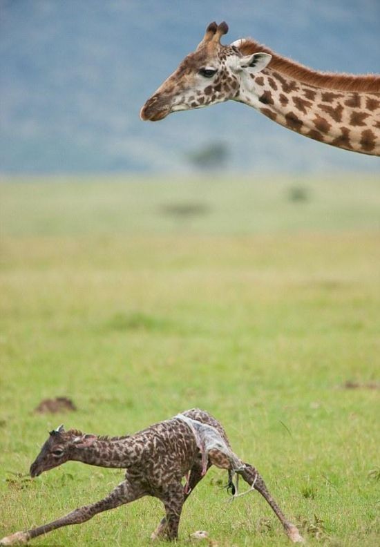 first moments of a baby giraffe