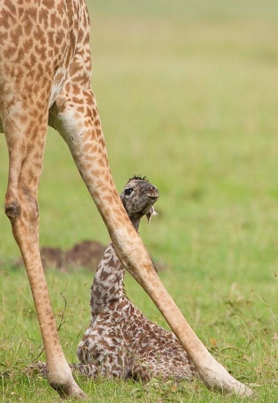 first moments of a baby giraffe