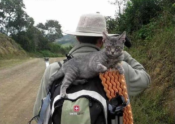 guy traveling with a cat