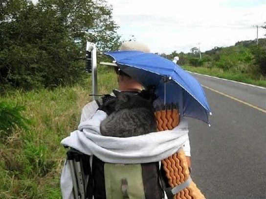 guy traveling with a cat