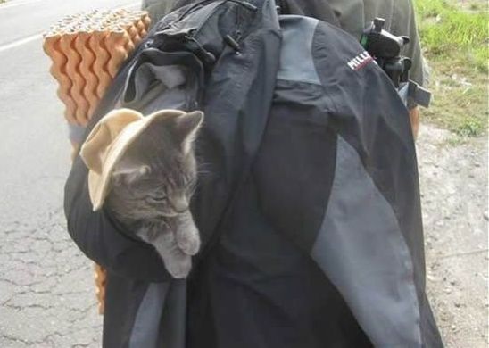 guy traveling with a cat