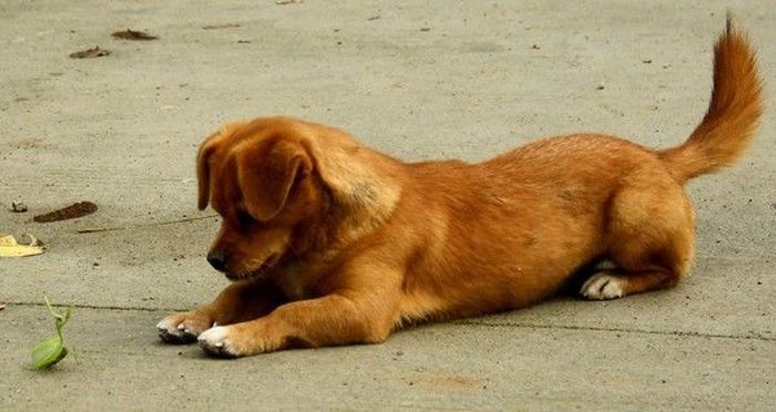 dog plays with mantis