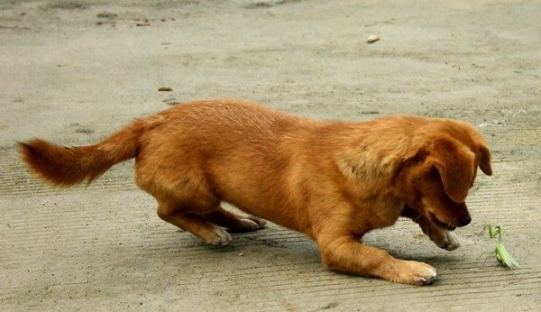 dog plays with mantis