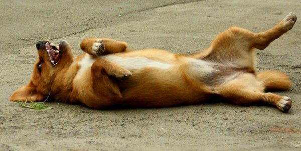 dog plays with mantis