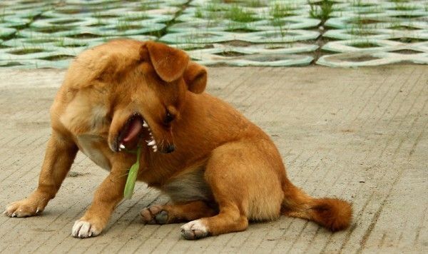 dog plays with mantis