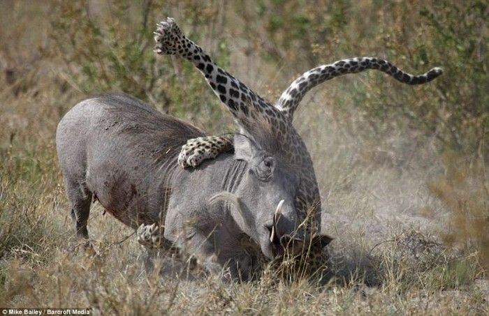 leopard looses fight with pregnant warthog