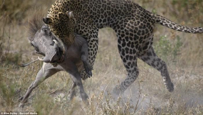 leopard looses fight with pregnant warthog