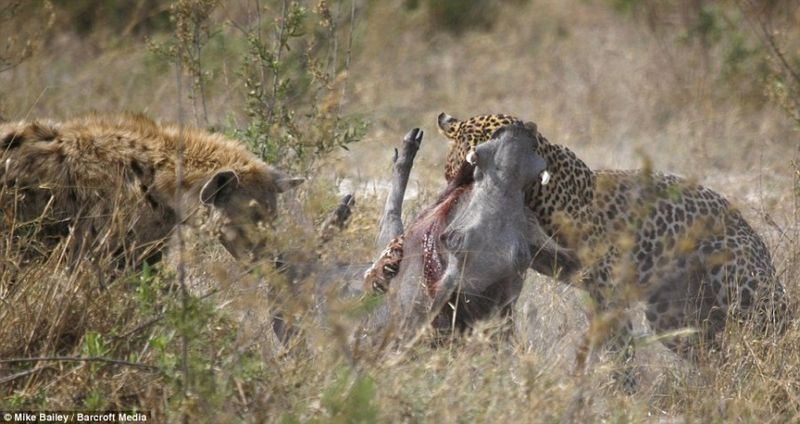 leopard looses fight with pregnant warthog