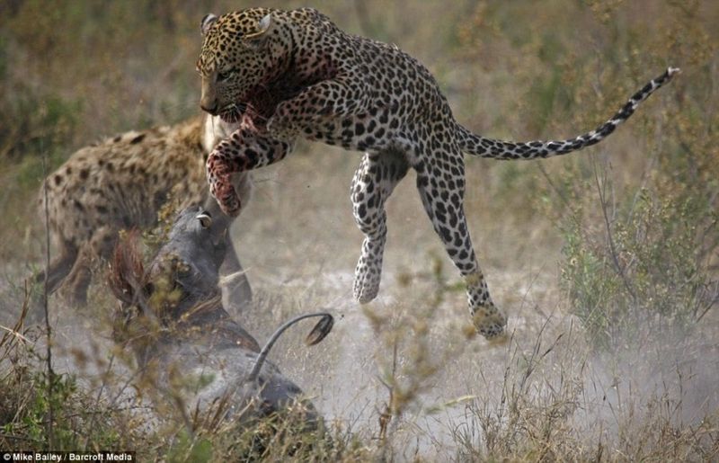 leopard looses fight with pregnant warthog