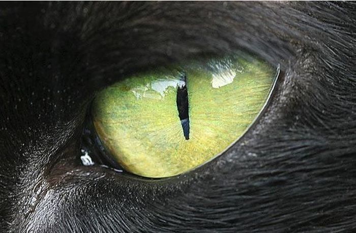 eyes of animals