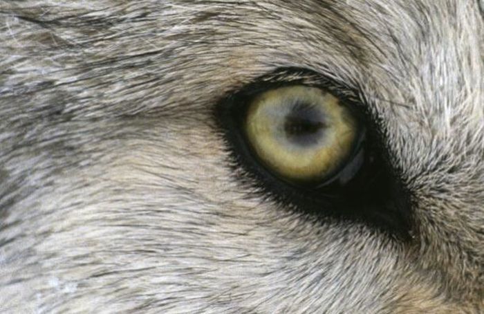 eyes of animals