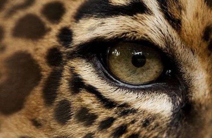 eyes of animals