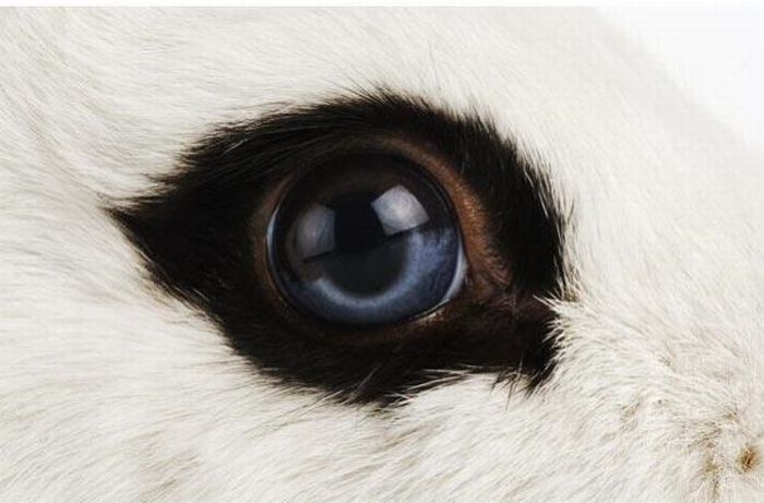 eyes of animals