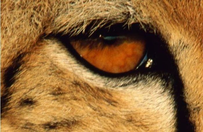 eyes of animals