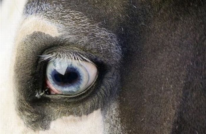 eyes of animals