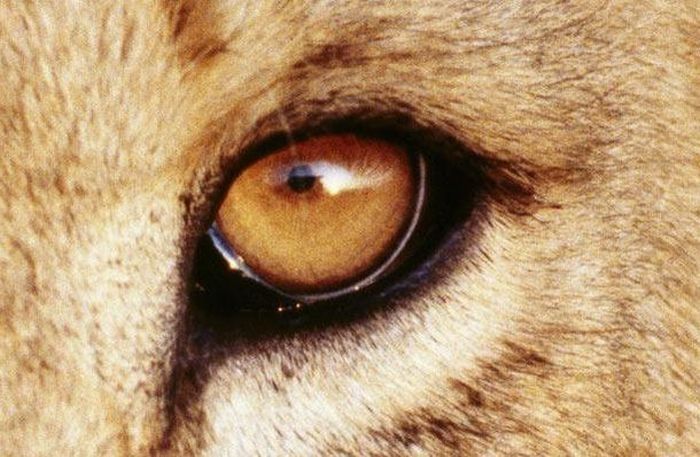 eyes of animals