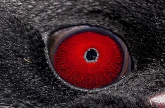 eyes of animals