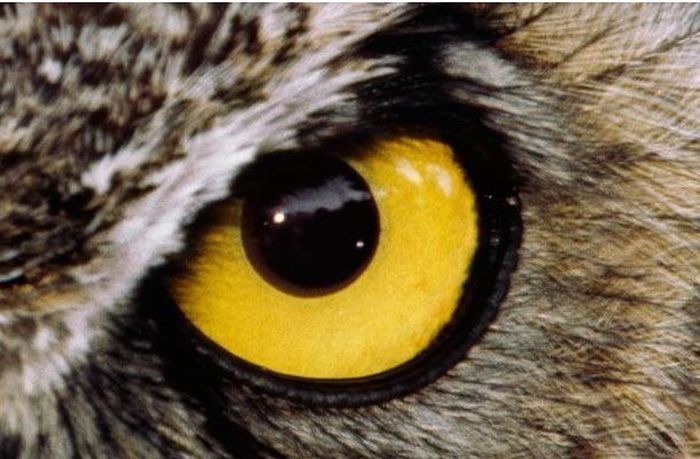 eyes of animals