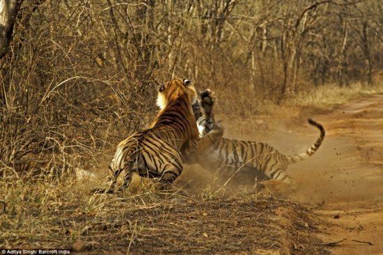 tigers fight