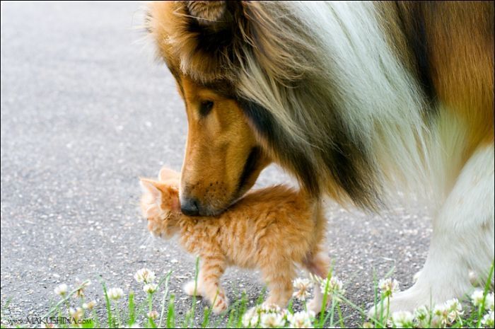 dog and cat friends