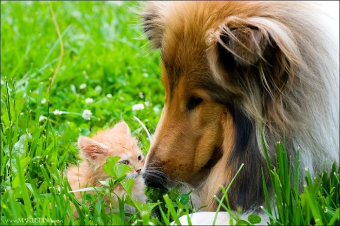 dog and cat friends