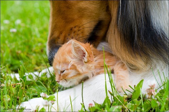 dog and cat friends