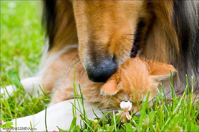 dog and cat friends