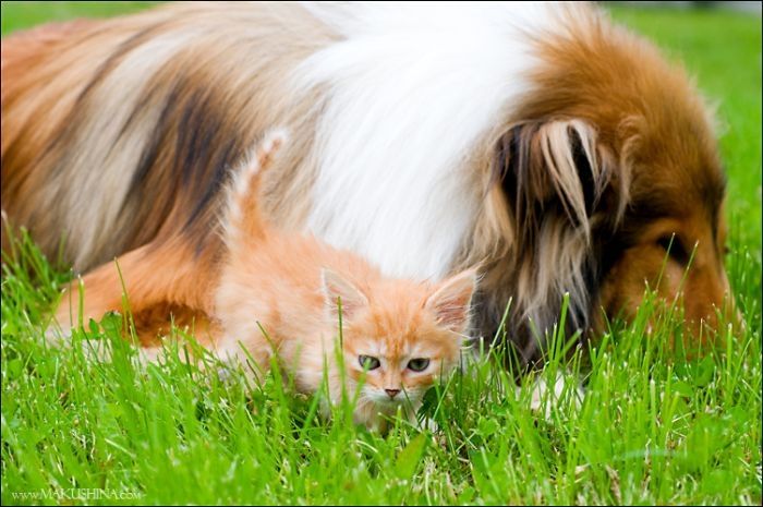 dog and cat friends