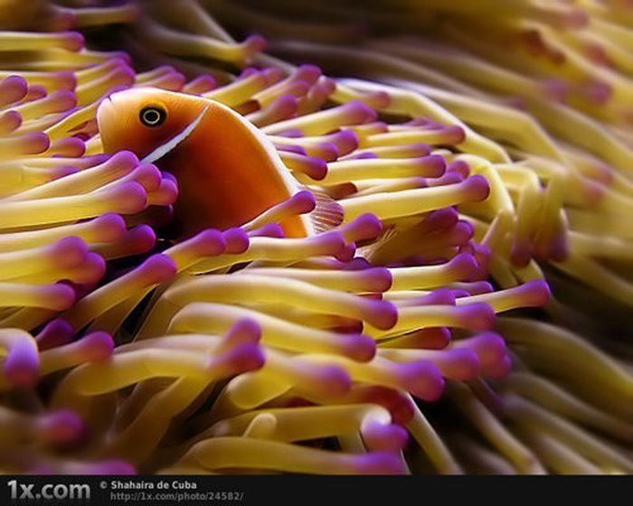 underwater animals photography