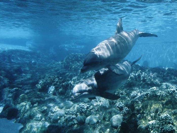 underwater animals photography