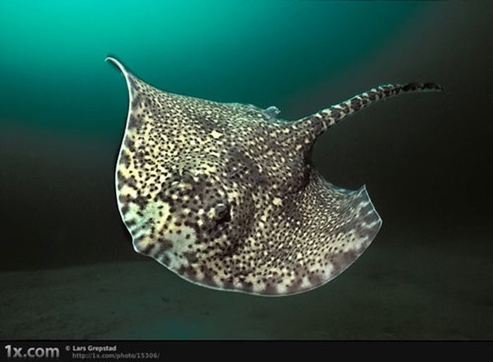 underwater animals photography