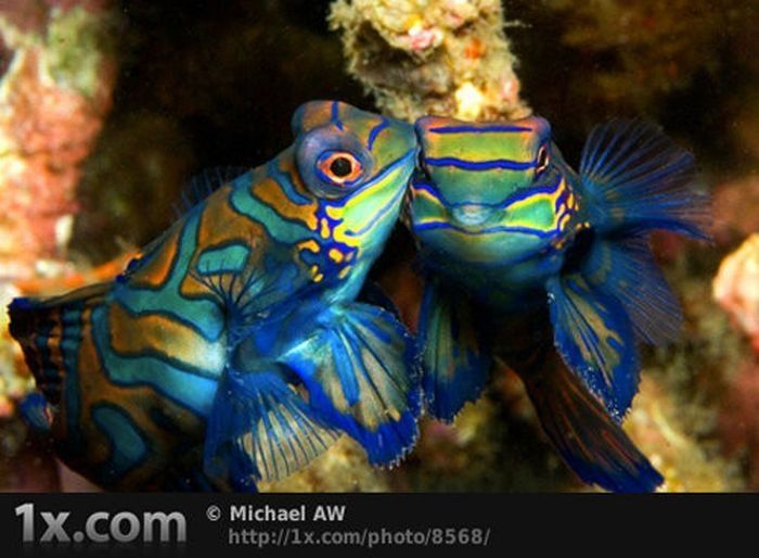 underwater animals photography