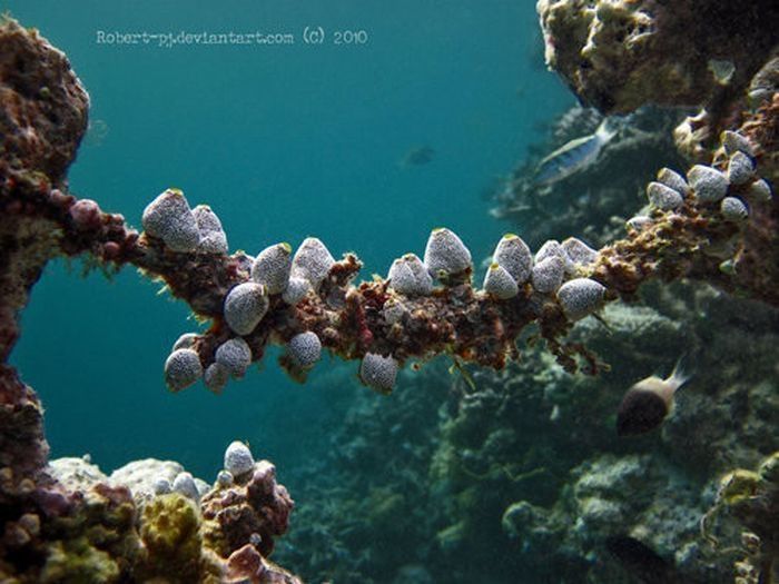 underwater animals photography