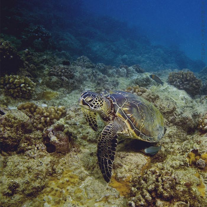 underwater animals photography