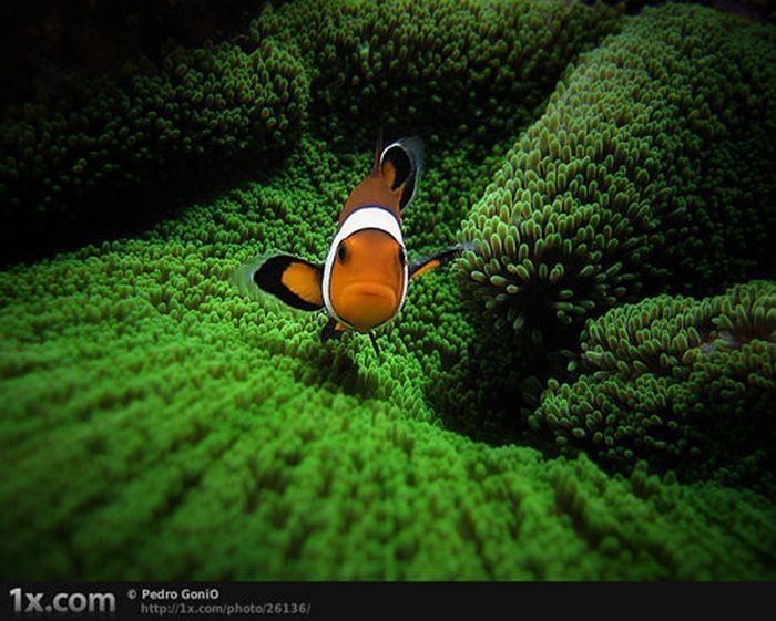 underwater animals photography