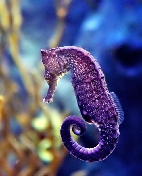 underwater animals photography