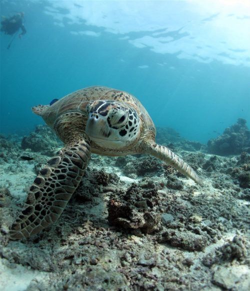 underwater animals photography