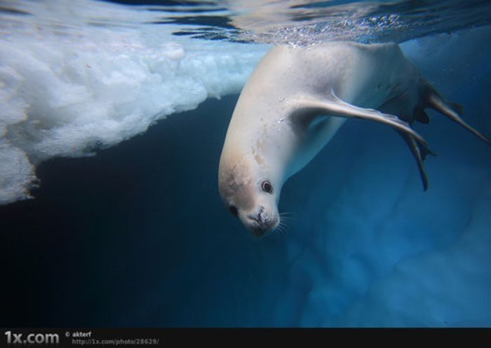 underwater animals photography