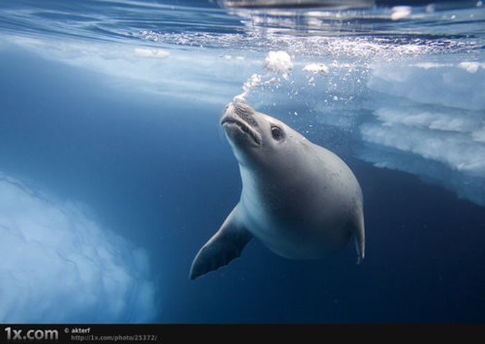 underwater animals photography