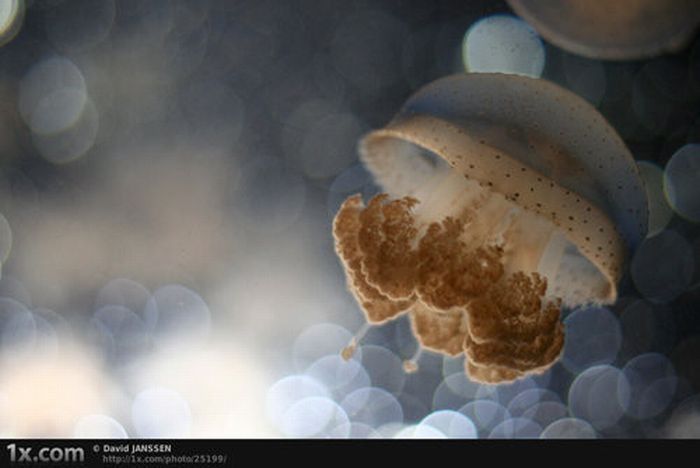 underwater animals photography