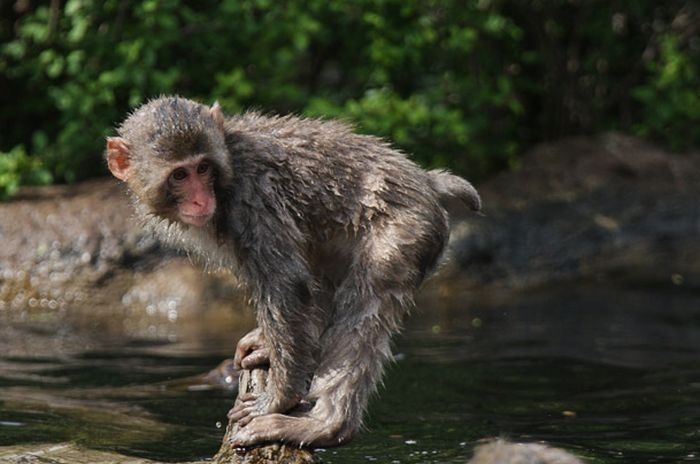 monkey learns to swim